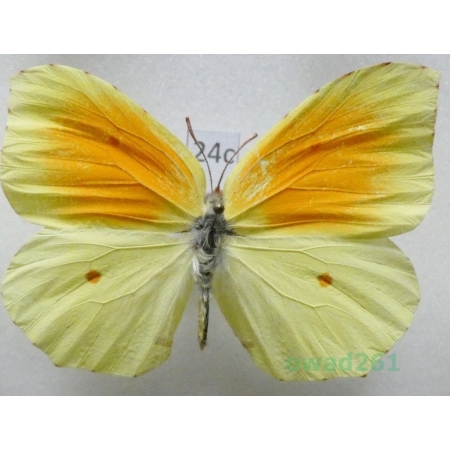 Gonepteryx cleopatra (Linnaeus, 1767) male Croatia24c